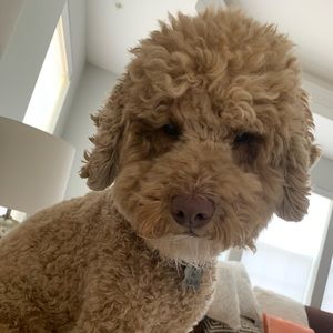 Meet your Posher, Jopi